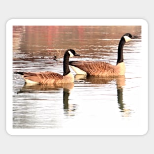 Canada Geese Pair No.2 Sticker